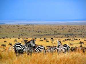 Africa’s Top 10 Safari Camps