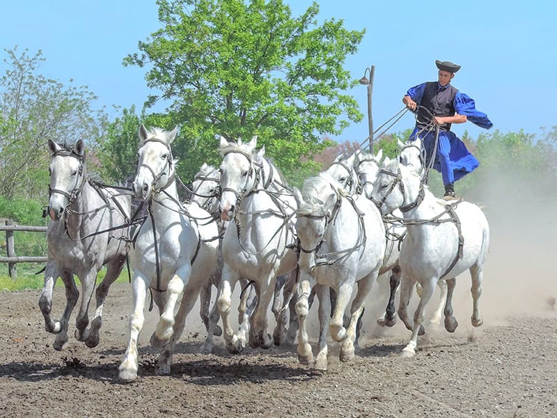 a man standing atop a group of white stallions seen on a Eastern Europe river cruise