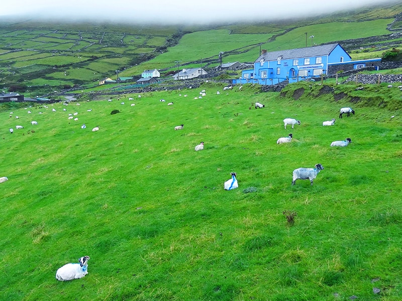 sheep grazing by a blue house -Hotels in Dingle - Killarney