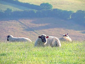 sheep on the hills of Cornwal -- one of the places to visit in cornwall