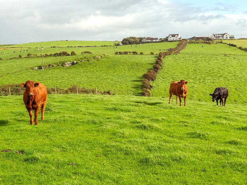 cows in a pasture along the Northern Ireland Coast