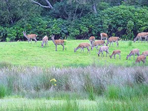 Deer grazing in Killarney National Park