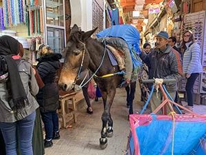 a donkey walking through a crowd in the medina in Fez Morocco