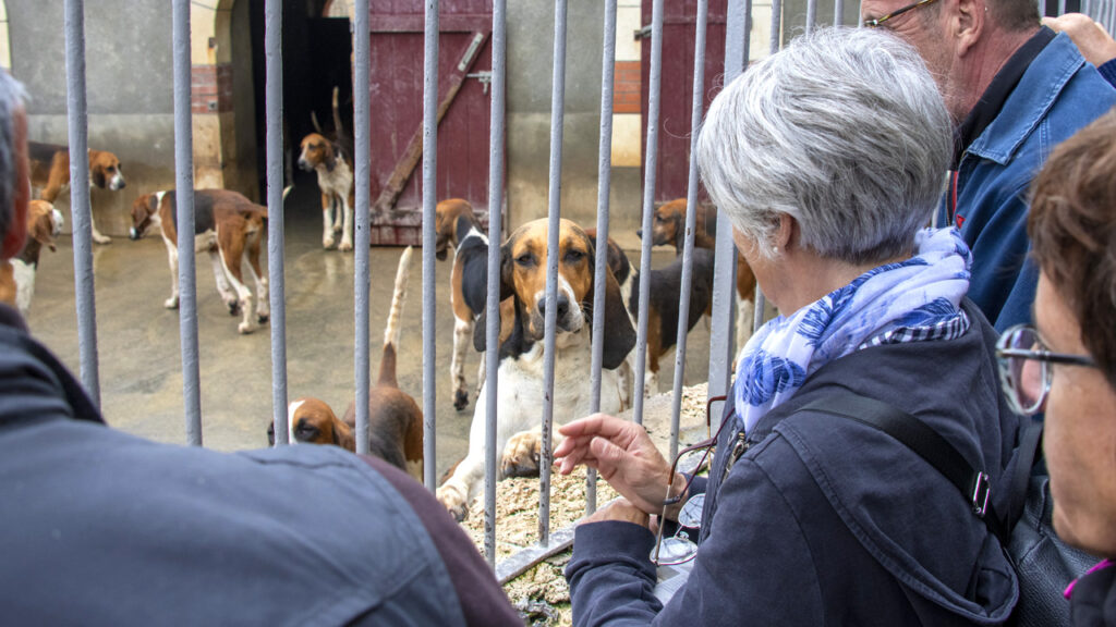 dogs looking a people though a fence