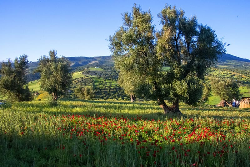 a field of poppies seen near Fez Morocco