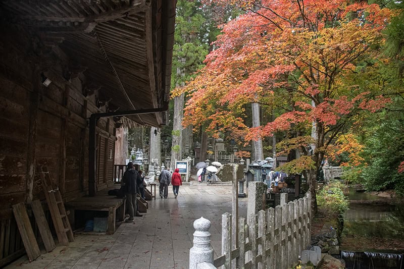 people walking past a bright red maple tree in koyasan japan