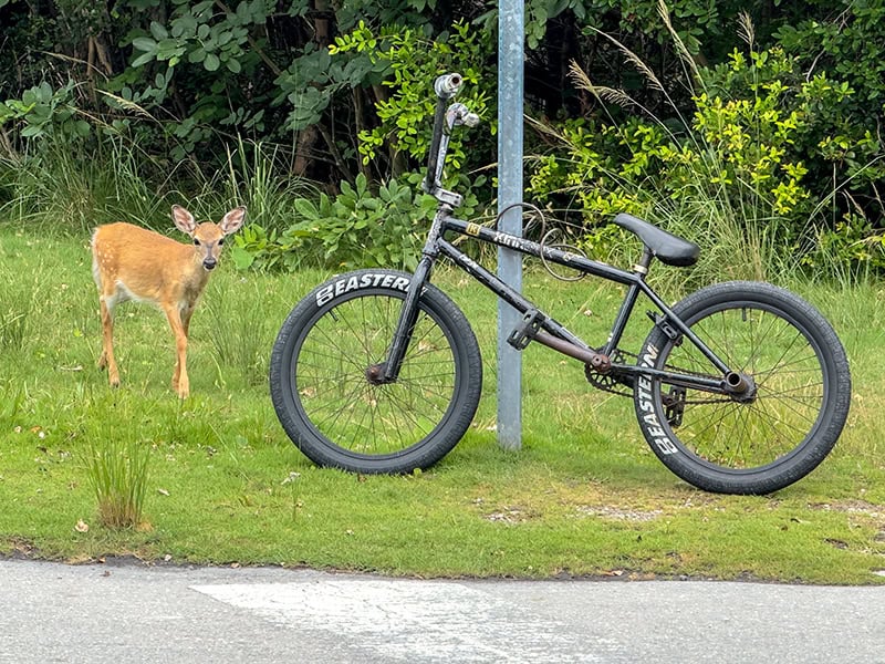 a deer standing by a bicycle