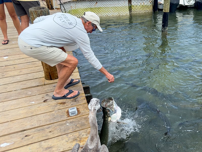 a man feeding a large fish jumping out of the water seen in a bar during a road trip in the Florida Keys