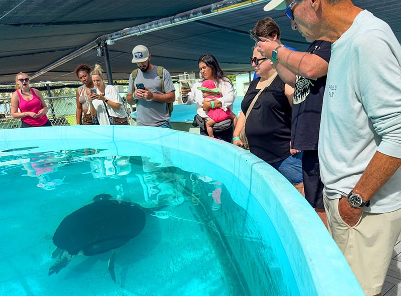 people looking at a giant turtle swimming in a large tank seen  during a road trip in the Florida Keys