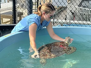 a young woman holding a large turtle in tank