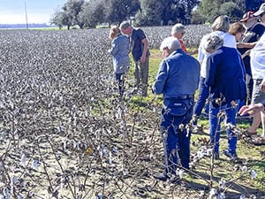 people in a cotton field