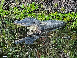 an alligator in a bayou