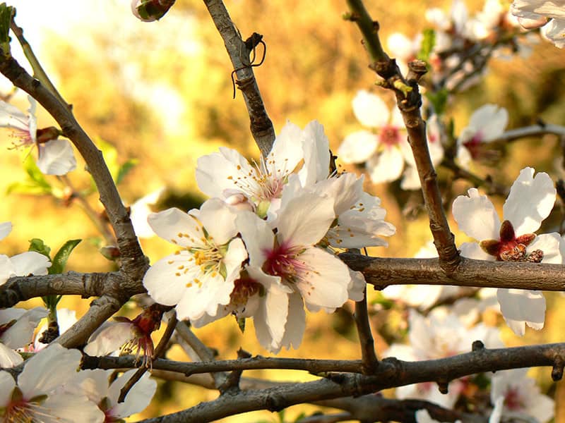 beautiful white almond flowers in Agrigento Sicily